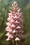 Common spotted orchid close-up