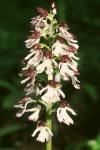 Lady orchid flower head