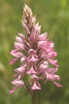 Military orchid flower head