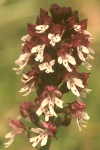 Burnt orchid close-up