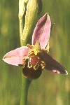 Bee orchid close-up #2