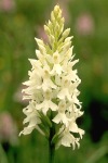 Albino common spotted orchid close-up