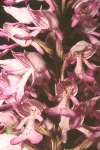 Military orchid close-up