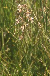 Marsh helleborine
