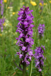 Southern marsh orchid flower spike